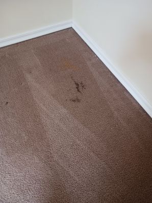 Carpet Cleaning in Oakley, OH (1)