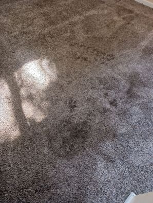 Carpet Cleaning in Hamilton, OH (1)