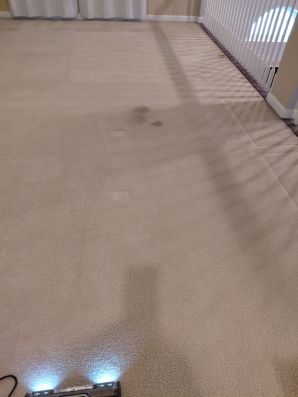 Carpet Cleaning